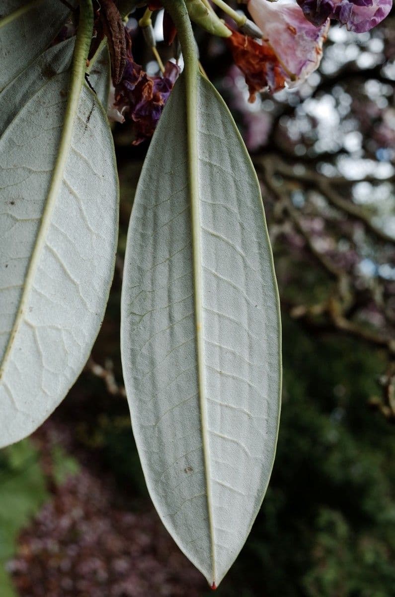 Rhododendron 15