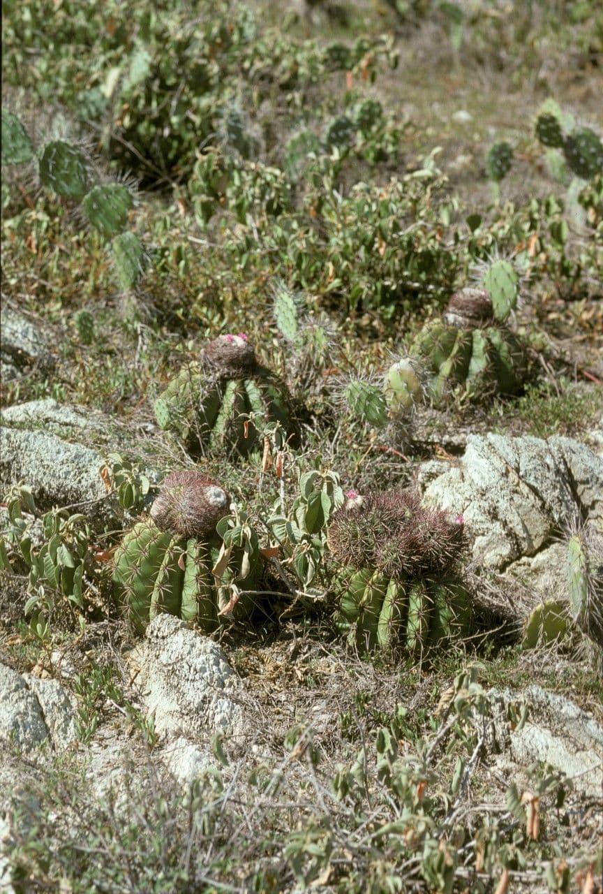 Melocactus 10