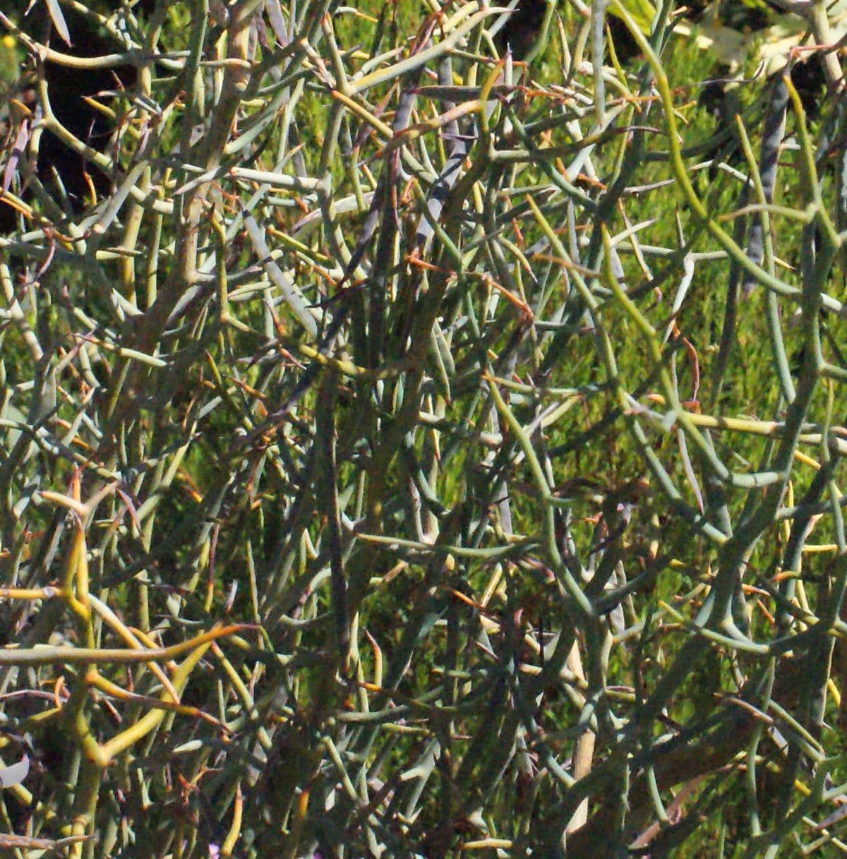 Acacia 2