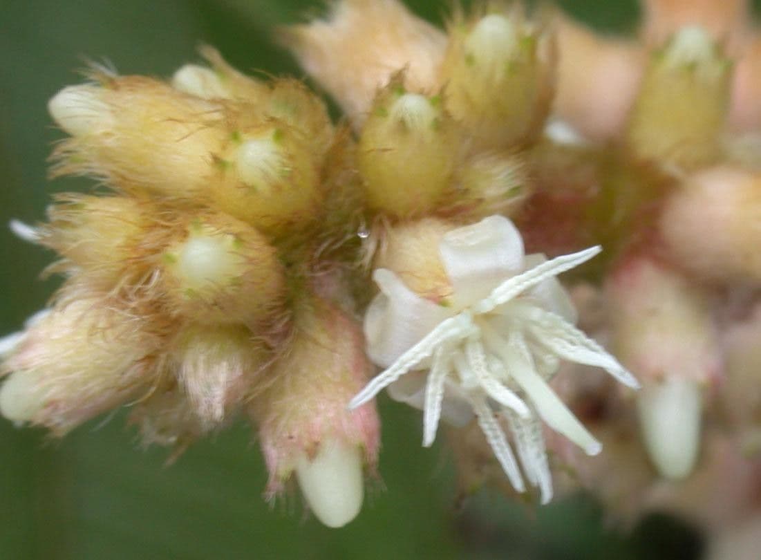 Miconia 4