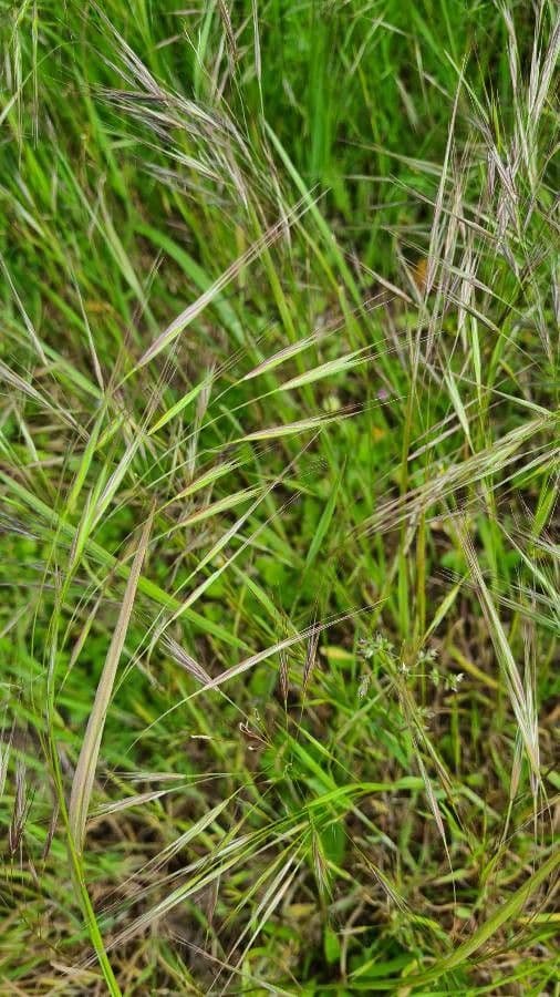 Taube Trespe 4