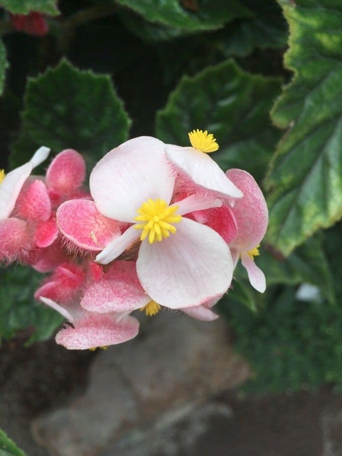 Begonia incarnata 4