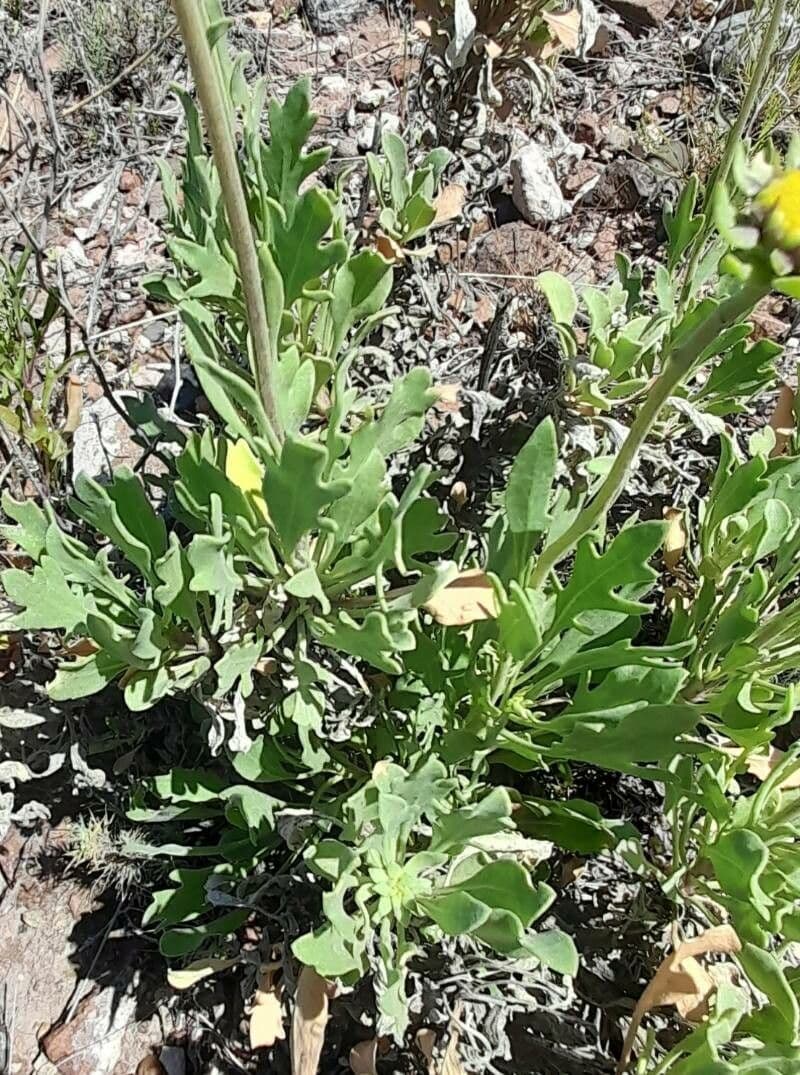 Gaillardia cabrerae 9