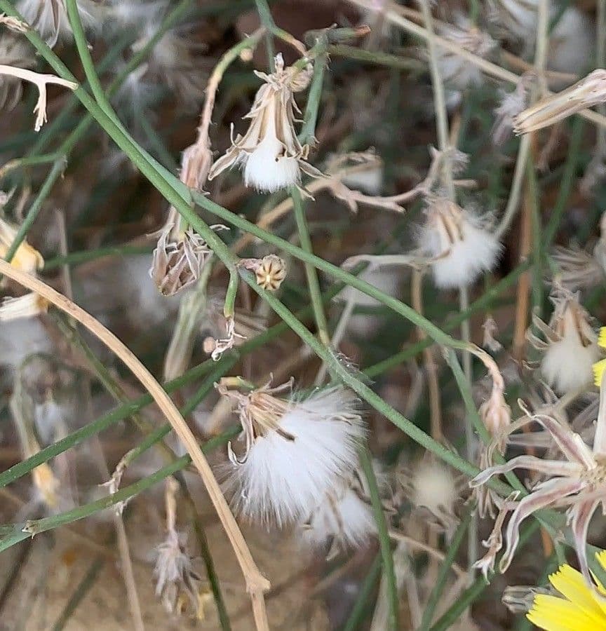 Launaea