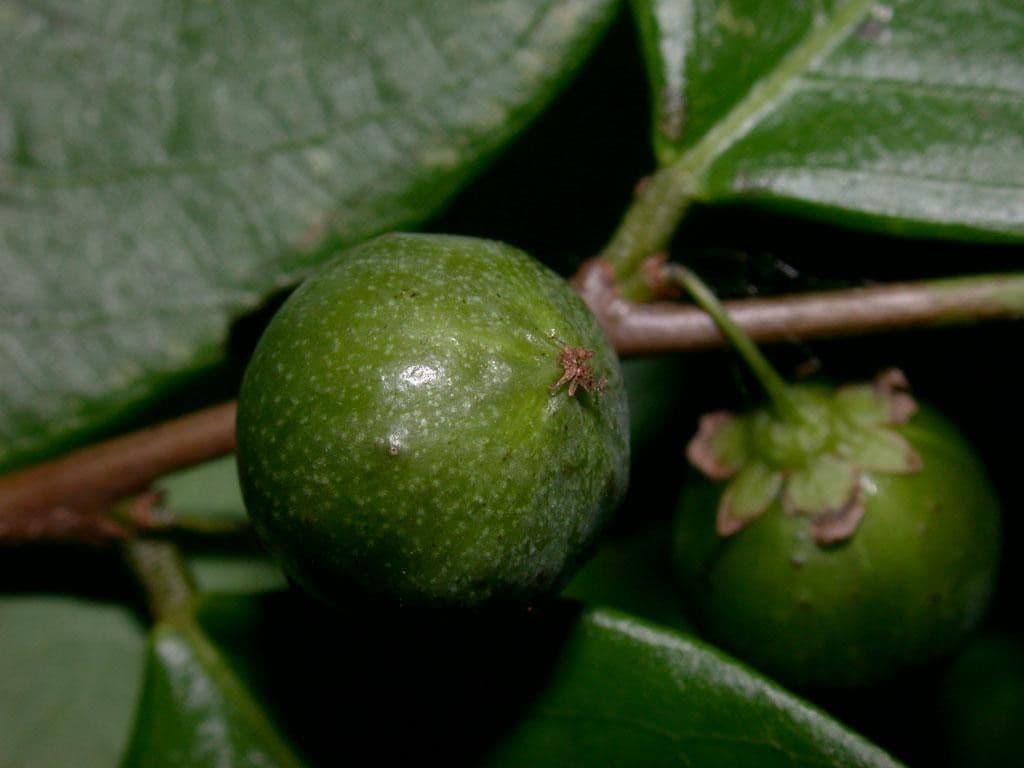 Filaanto 5