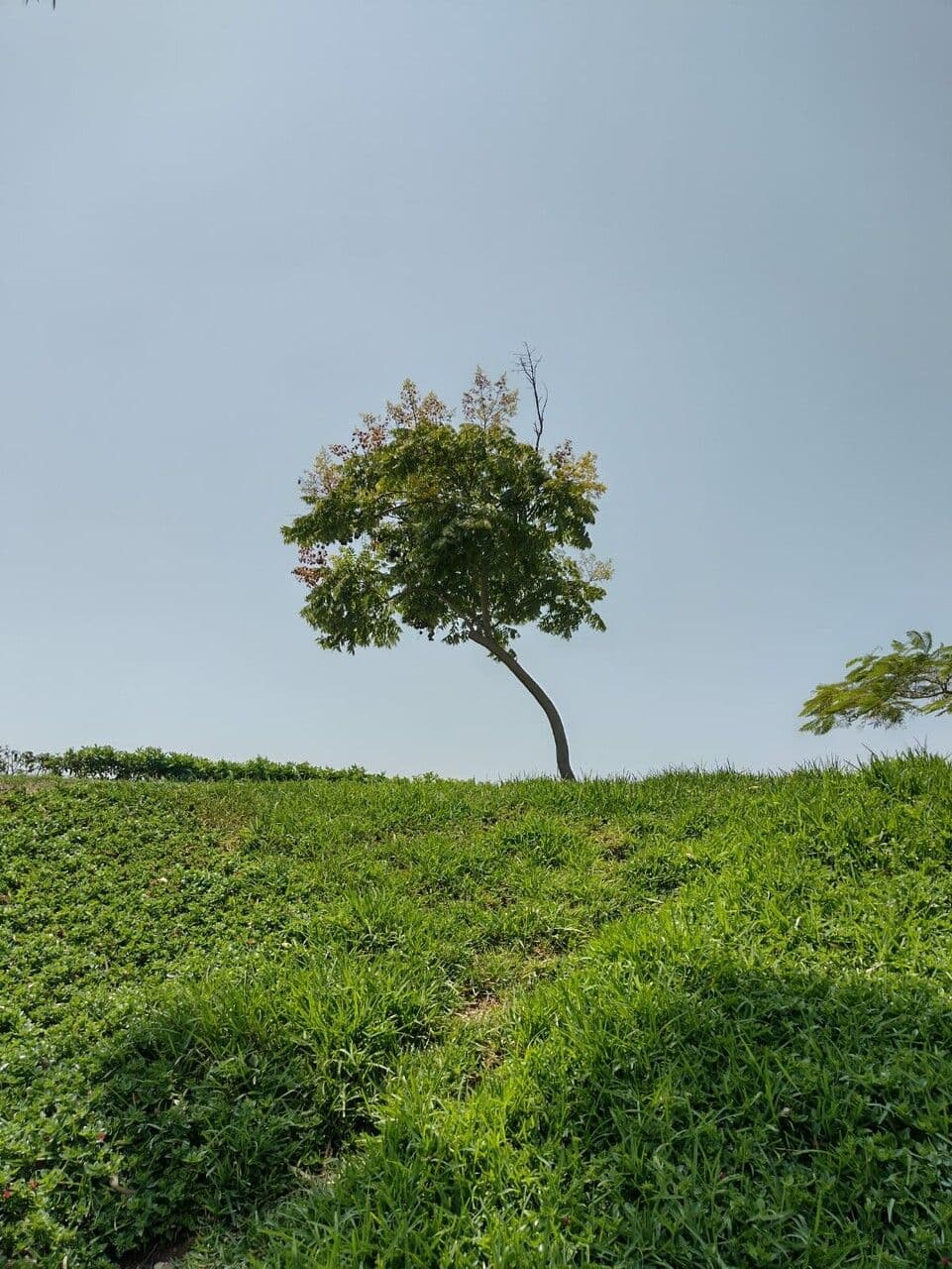 Daniellia 14