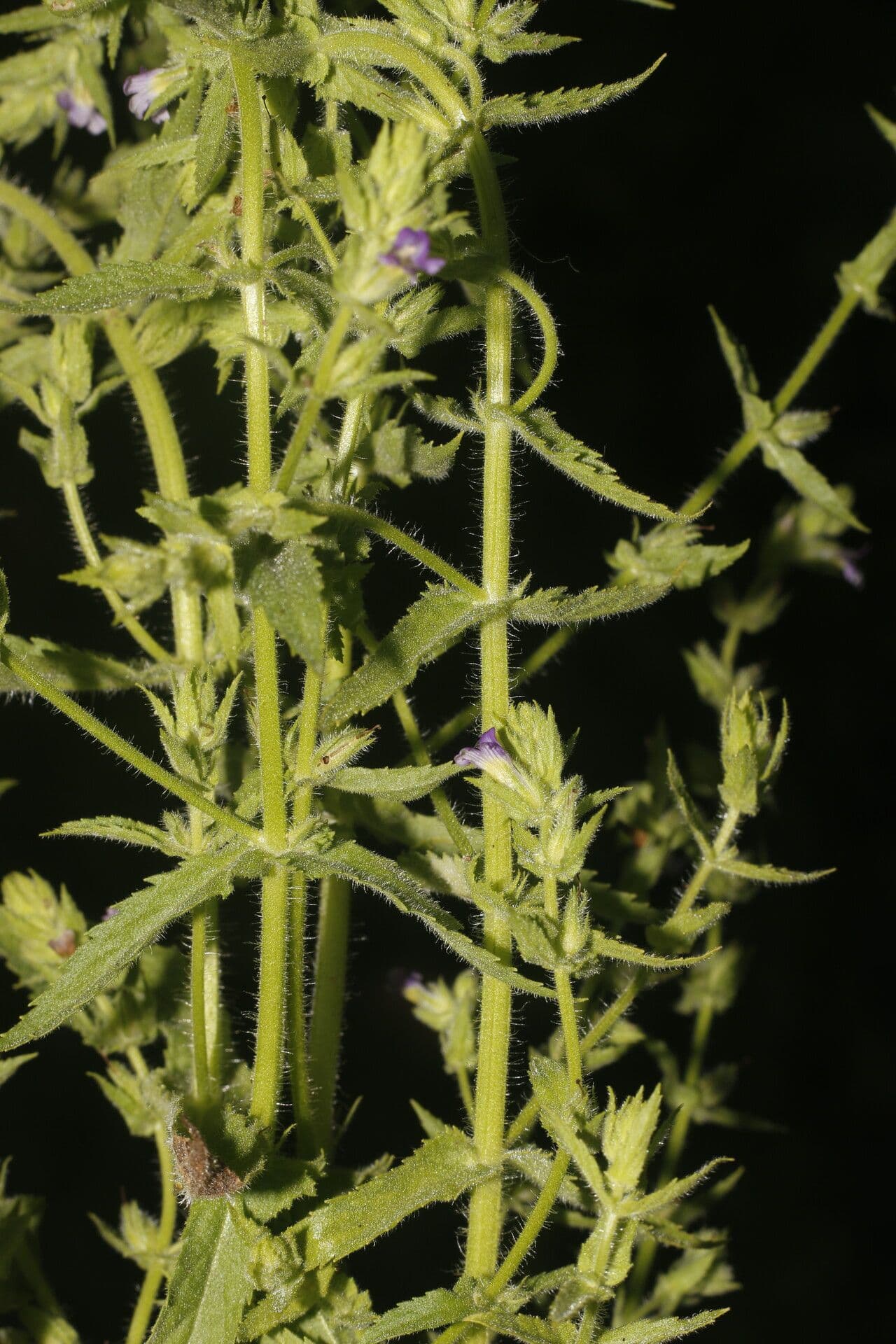Stemodia durantifolia 10