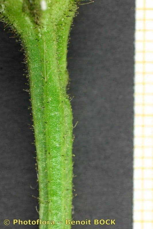 Crepis conyzifolia 21