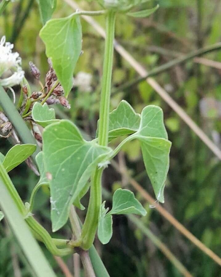 Mikania periplocifolia 8