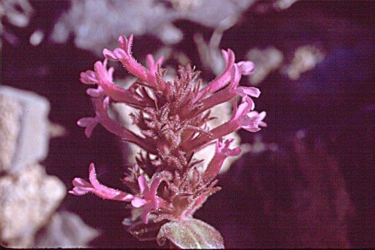 Penstemon