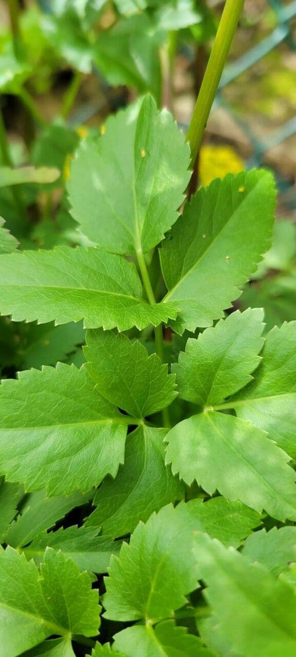 Zizia dorata 5
