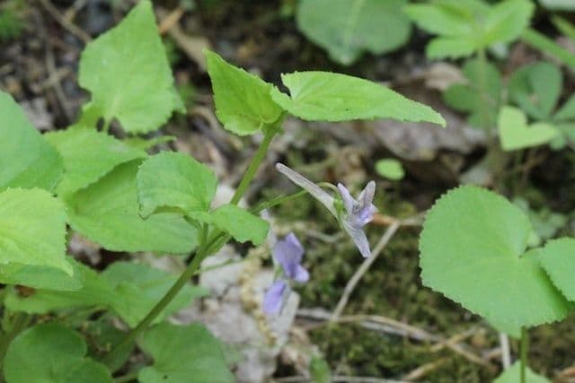 Viola speronata 9