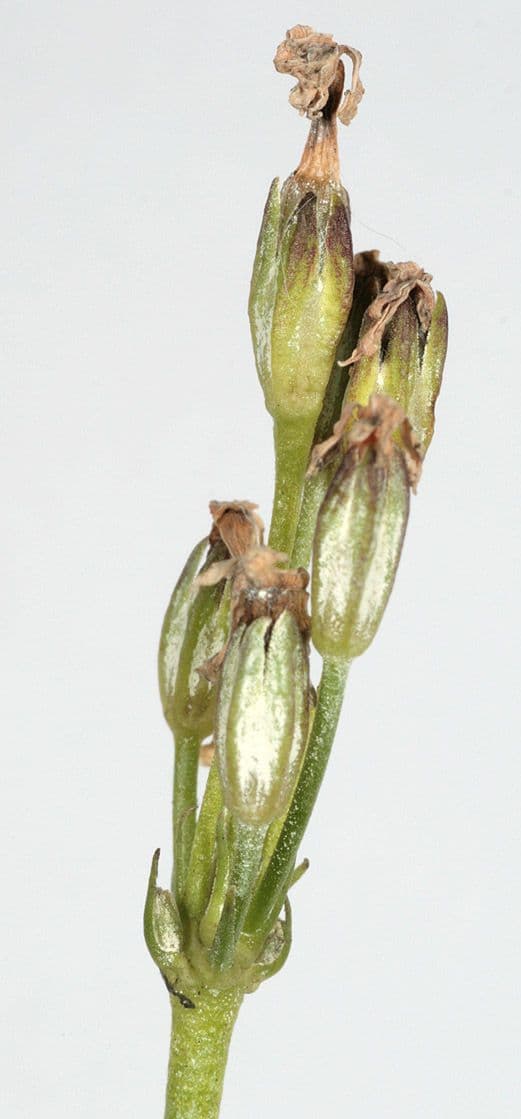 Primula di Laurent 4