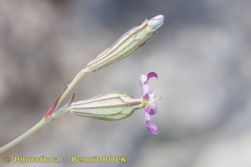 Silene secundiflora 21