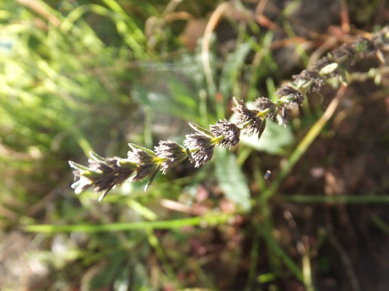 Savorella juliana