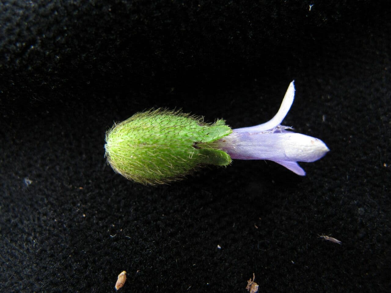 Cyananthus 5