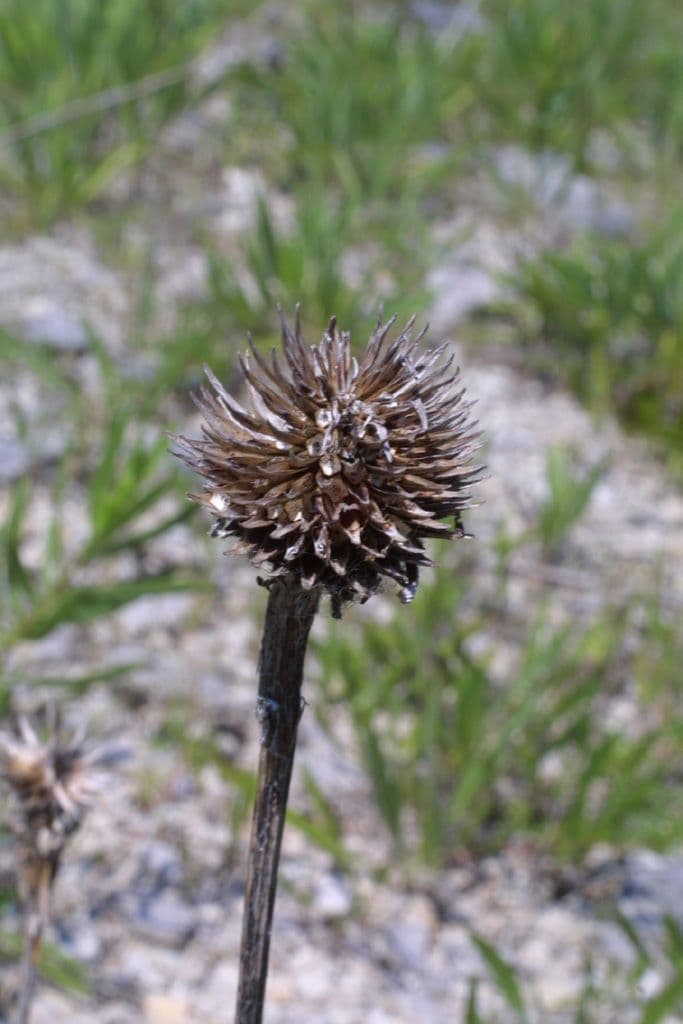 Echinacea del Tennessee