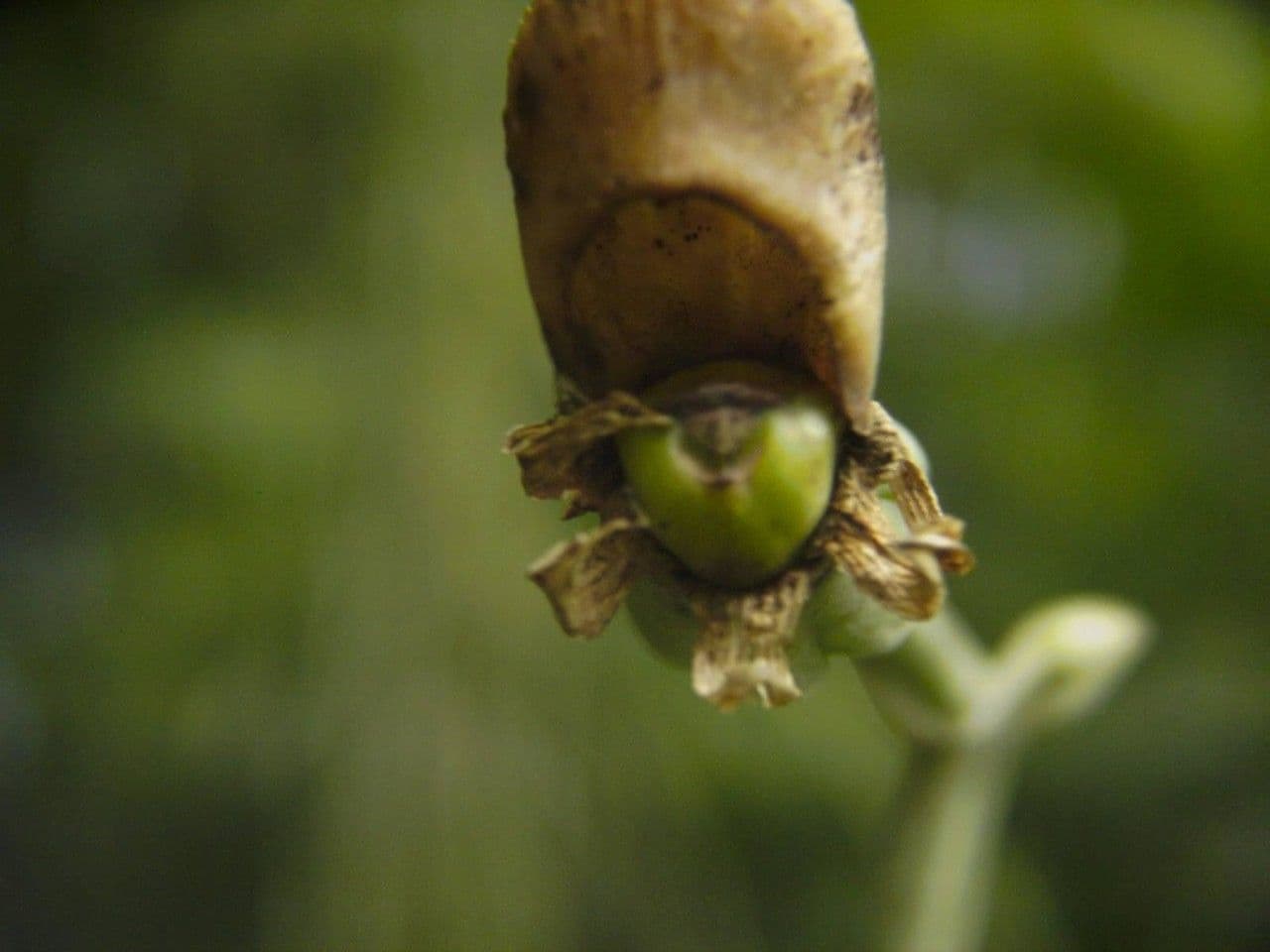 Catasetum maculato