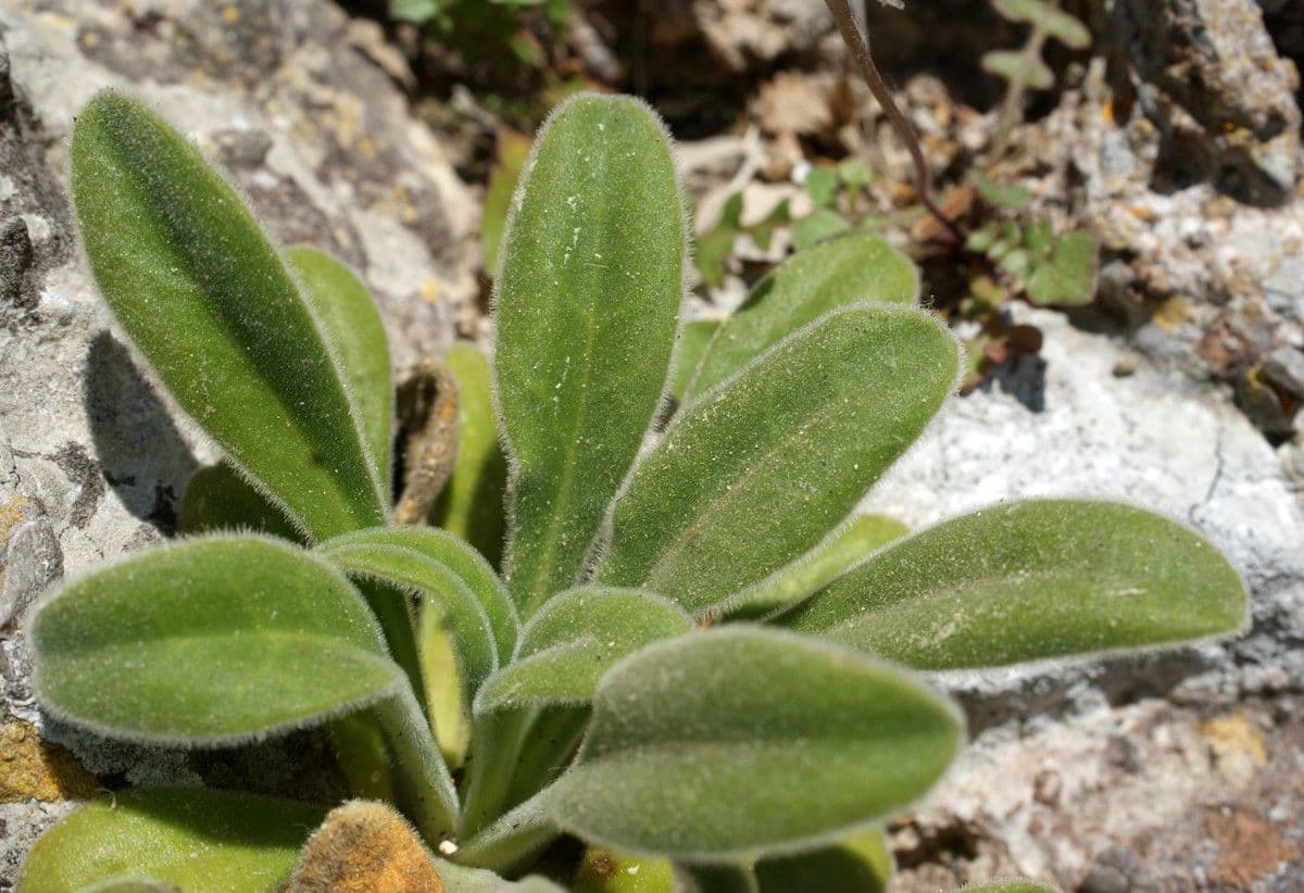 Silene 13