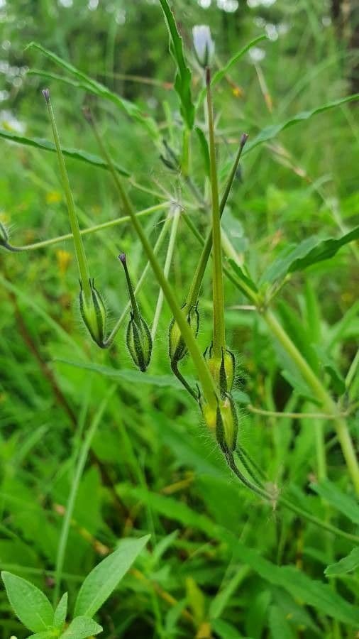 Schmalblättrige Monsonia 4