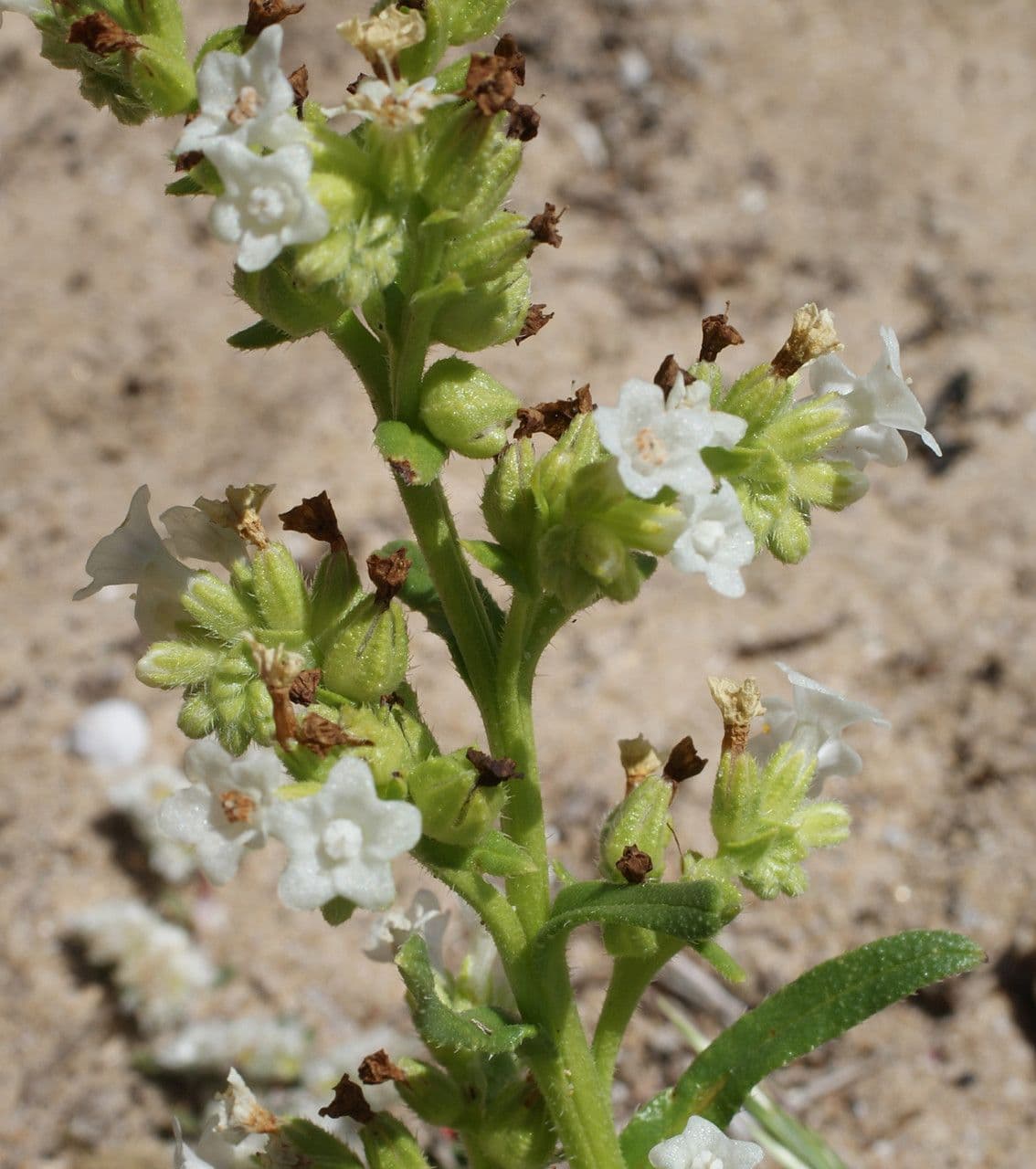 Anchusa 15