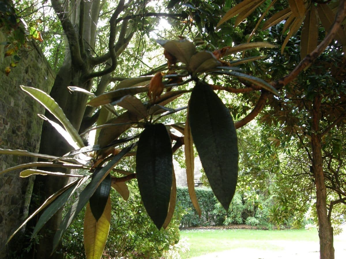 Rododendron stromovit
 5