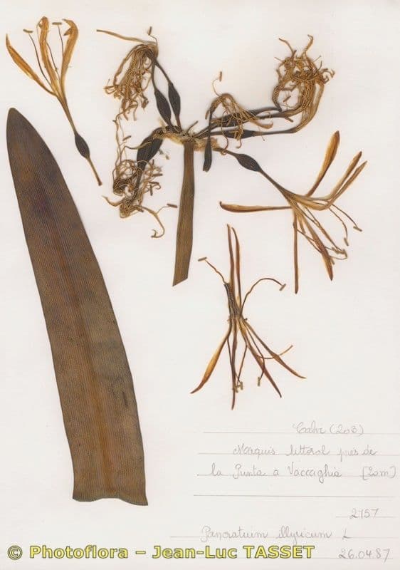 Lis de mer illyrien 21