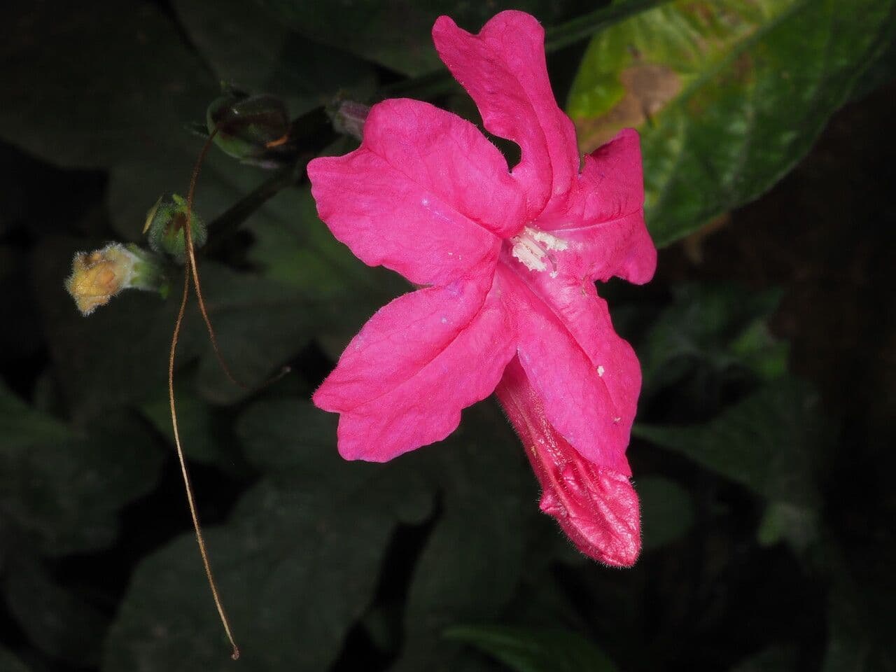 Ruellia elegante