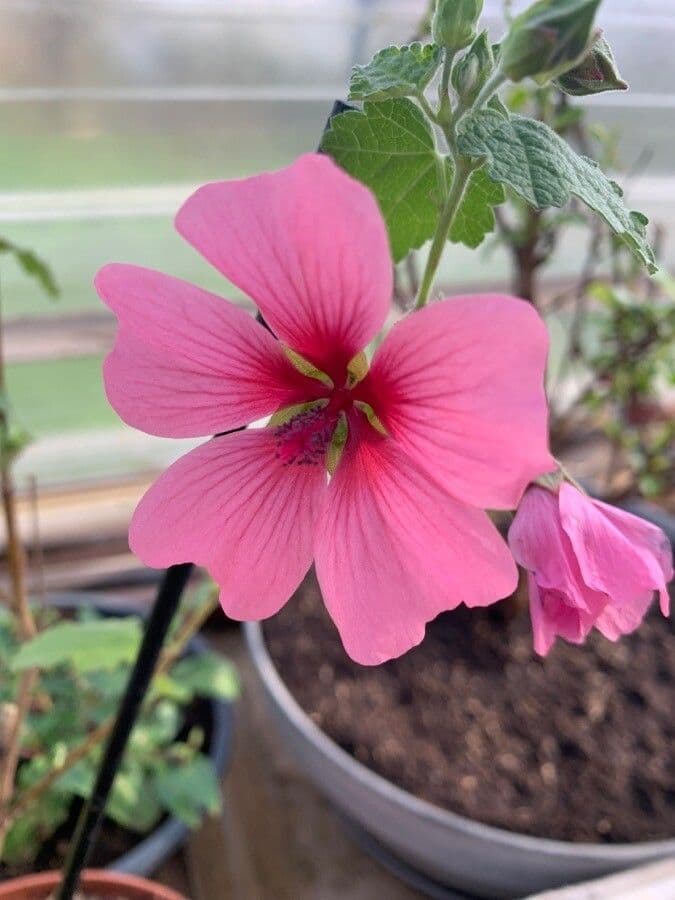 Anisodontea 5