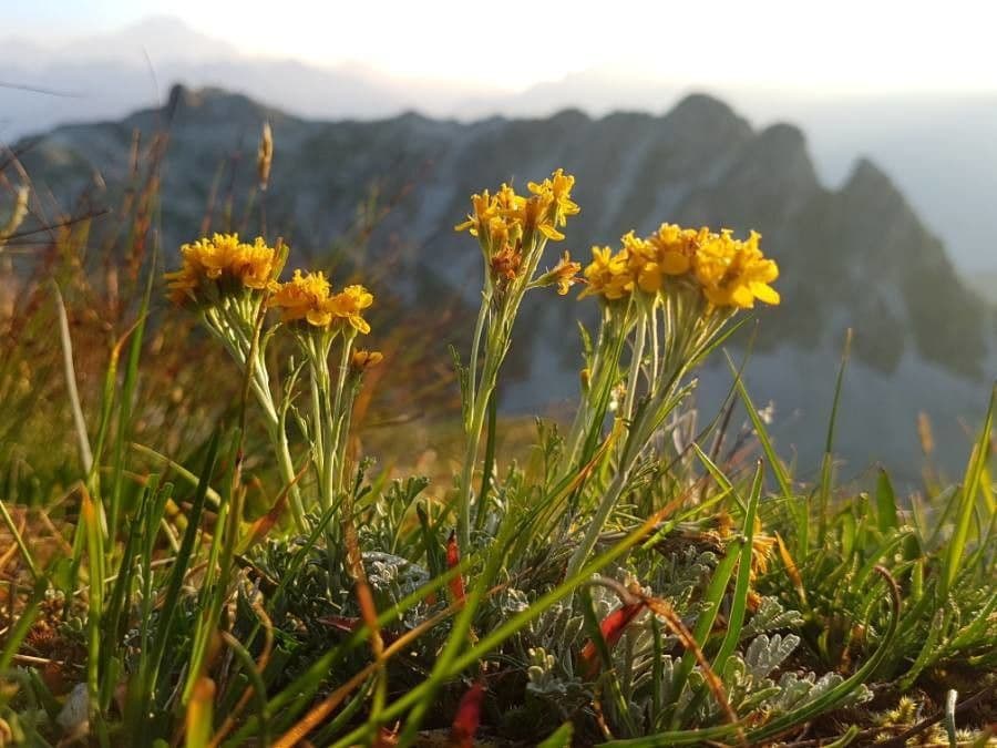 Senecio grigio 4