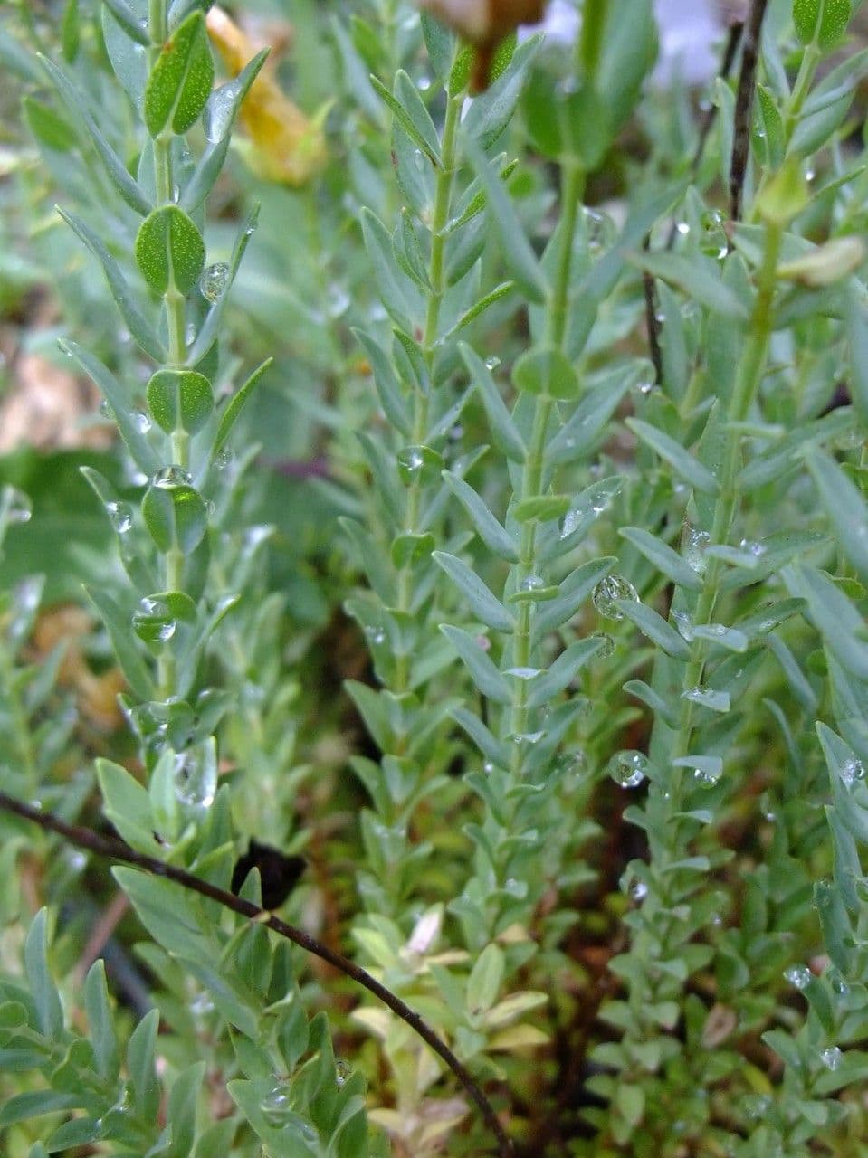 Millepertuis fragile 4