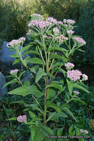 Duftender Kriechstern 12