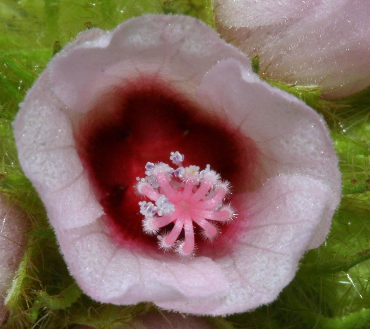 Malachra radiata