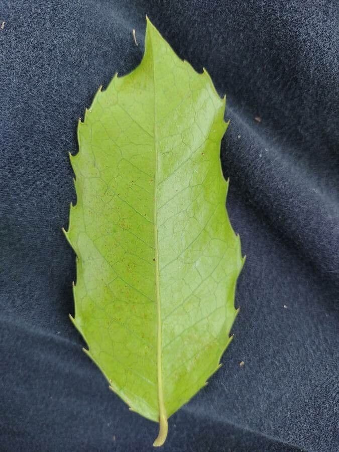 Zollernia 5