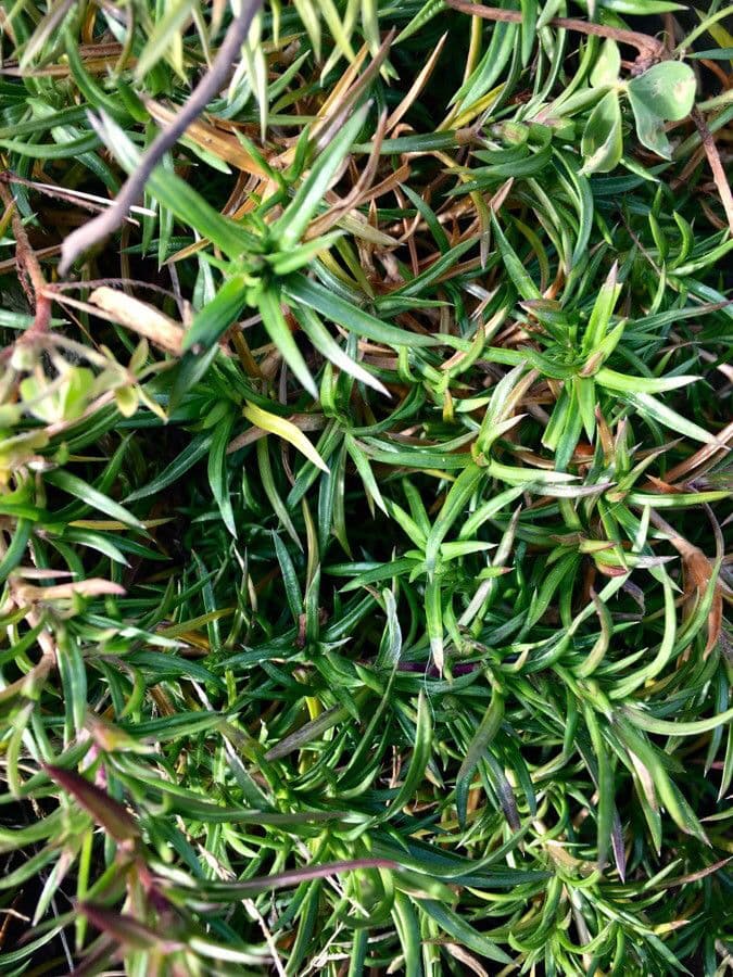 Phlox subulato 16
