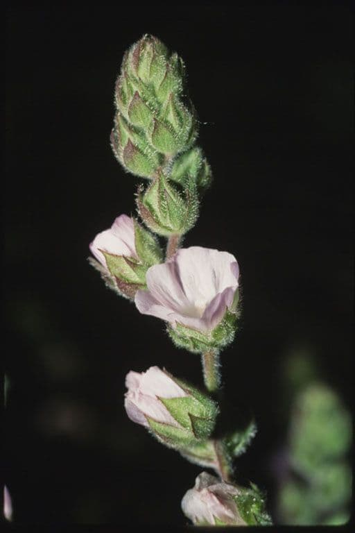 Sidalcea 4