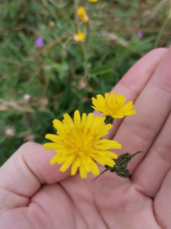 Dach-Pippau 5