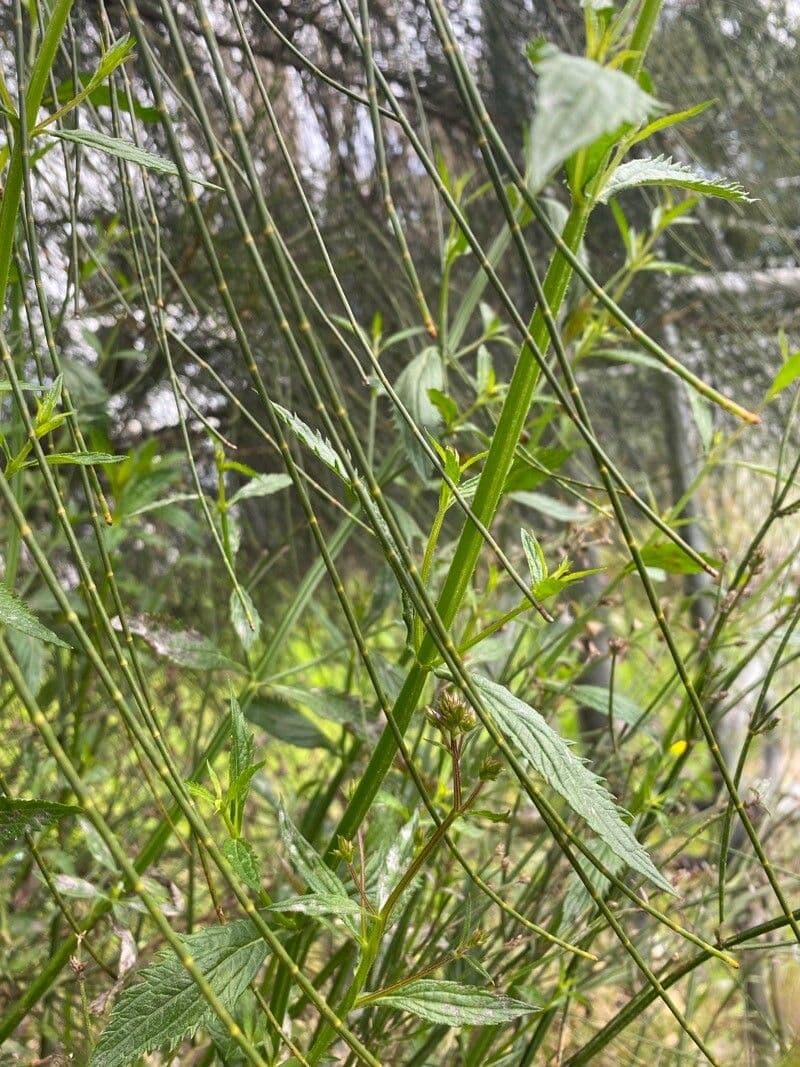Verbena litorale 11