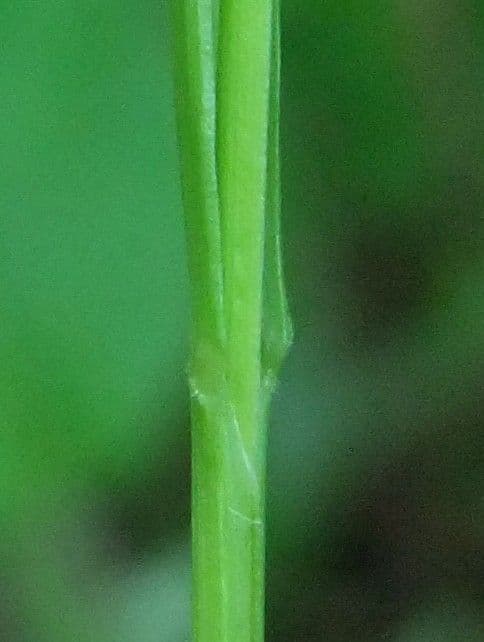 Erba perla pendula 23