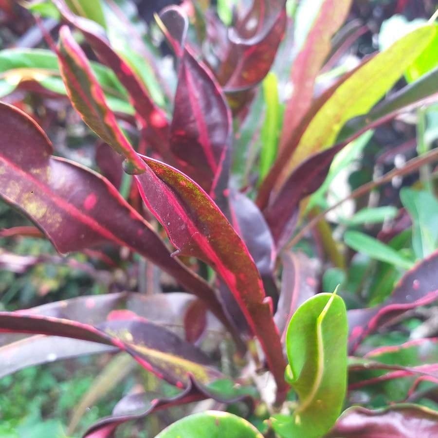 Croton variegato 29