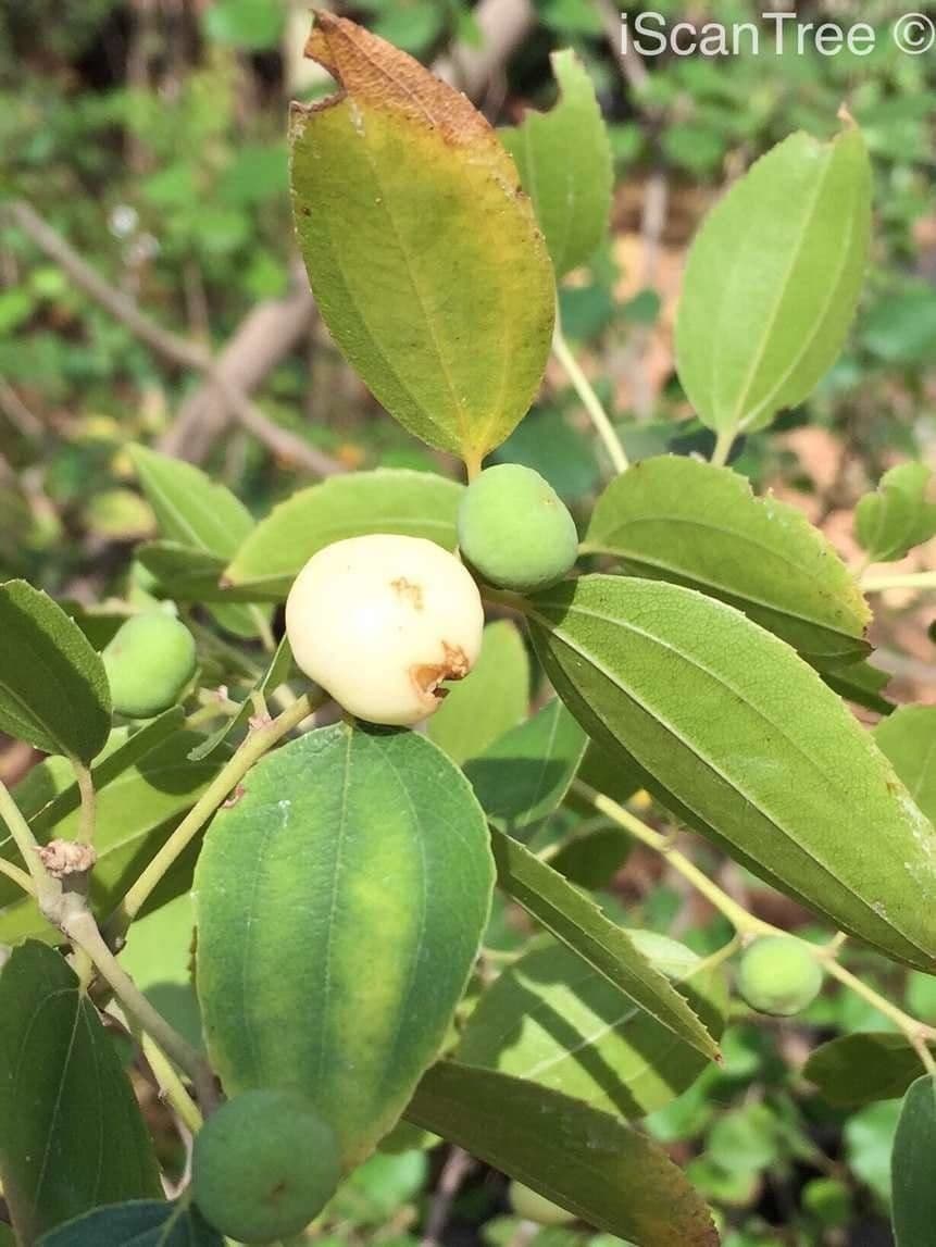 Ziziphus