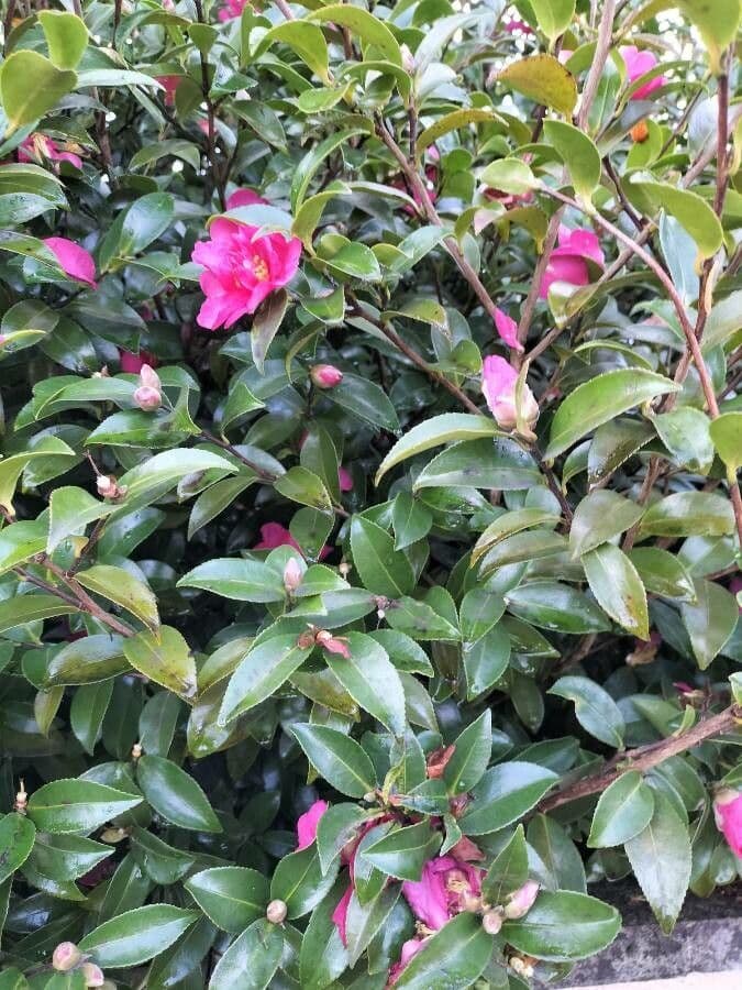 Camelia sasanqua 8