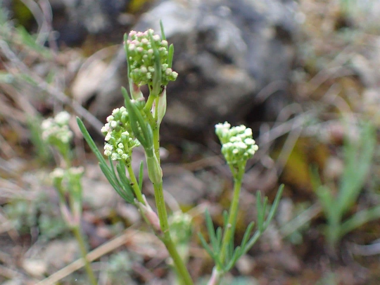 Trinia 11