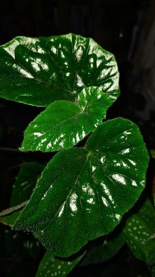 Begonia