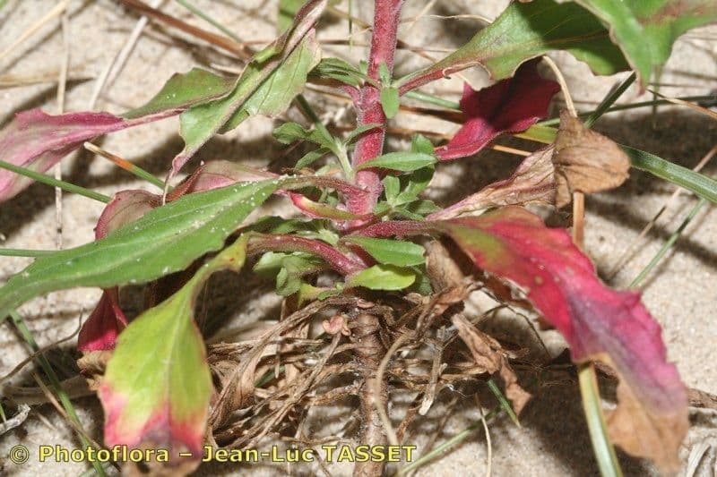 Epilobium lanceolatum 17