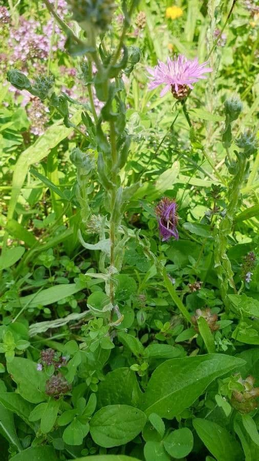 Bambagia spatolata 22
