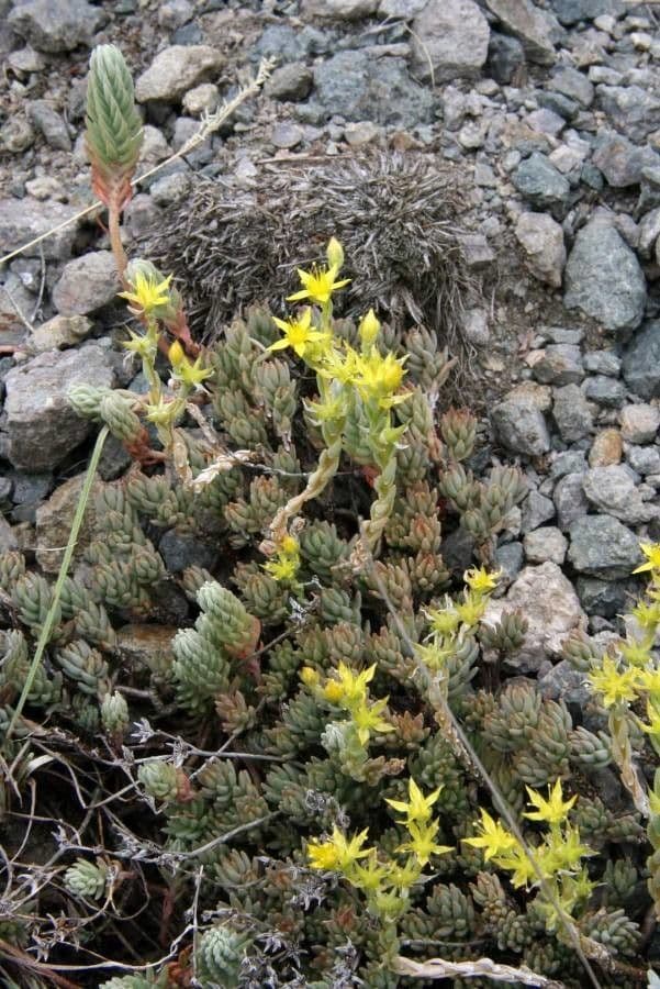 Sedum di Urville 4