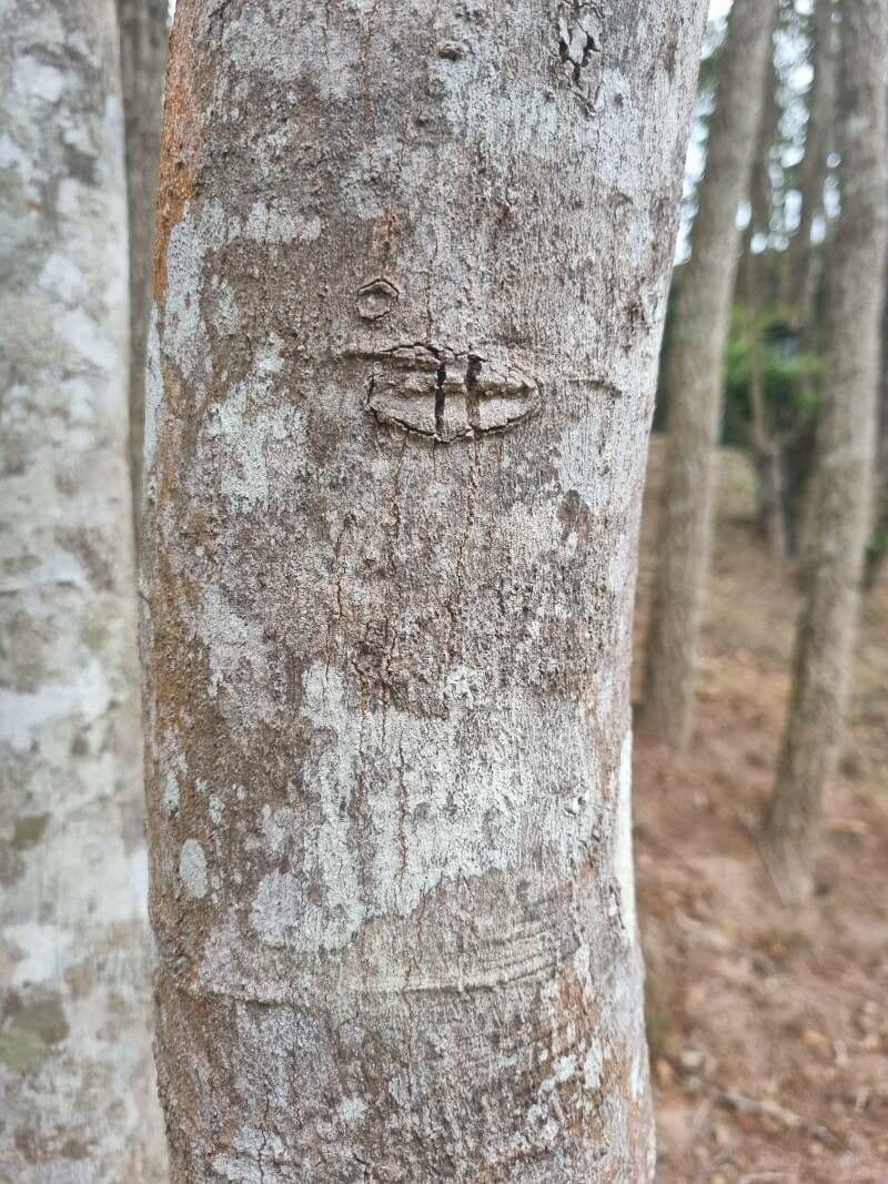 Ocotea 4