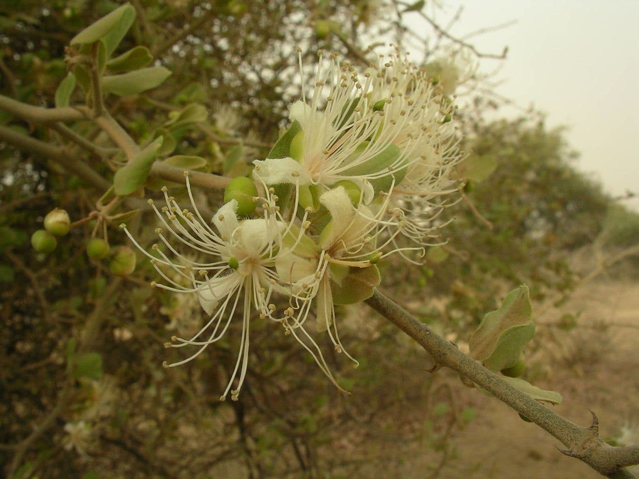 Capparis