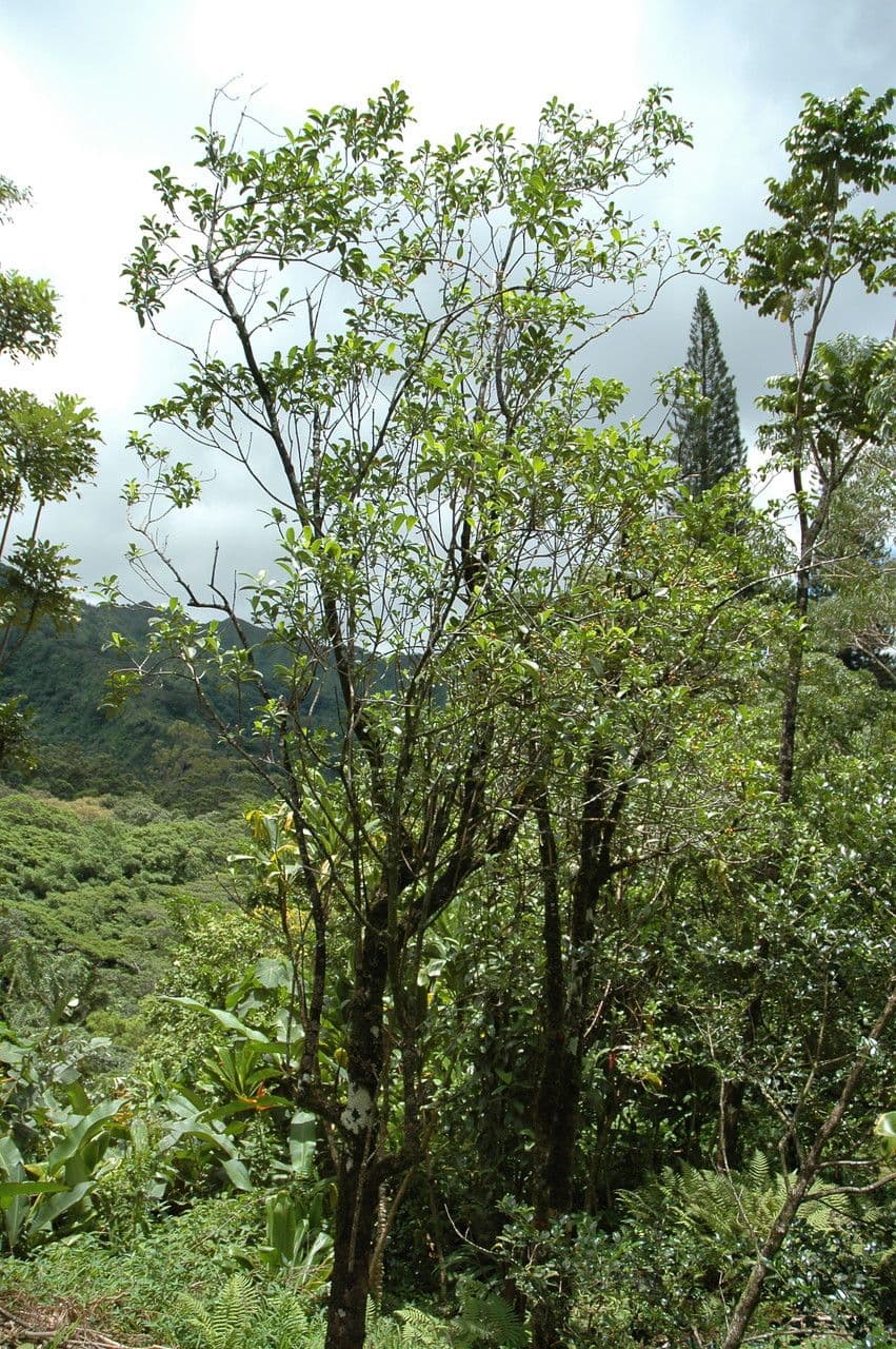 Psychotria 2